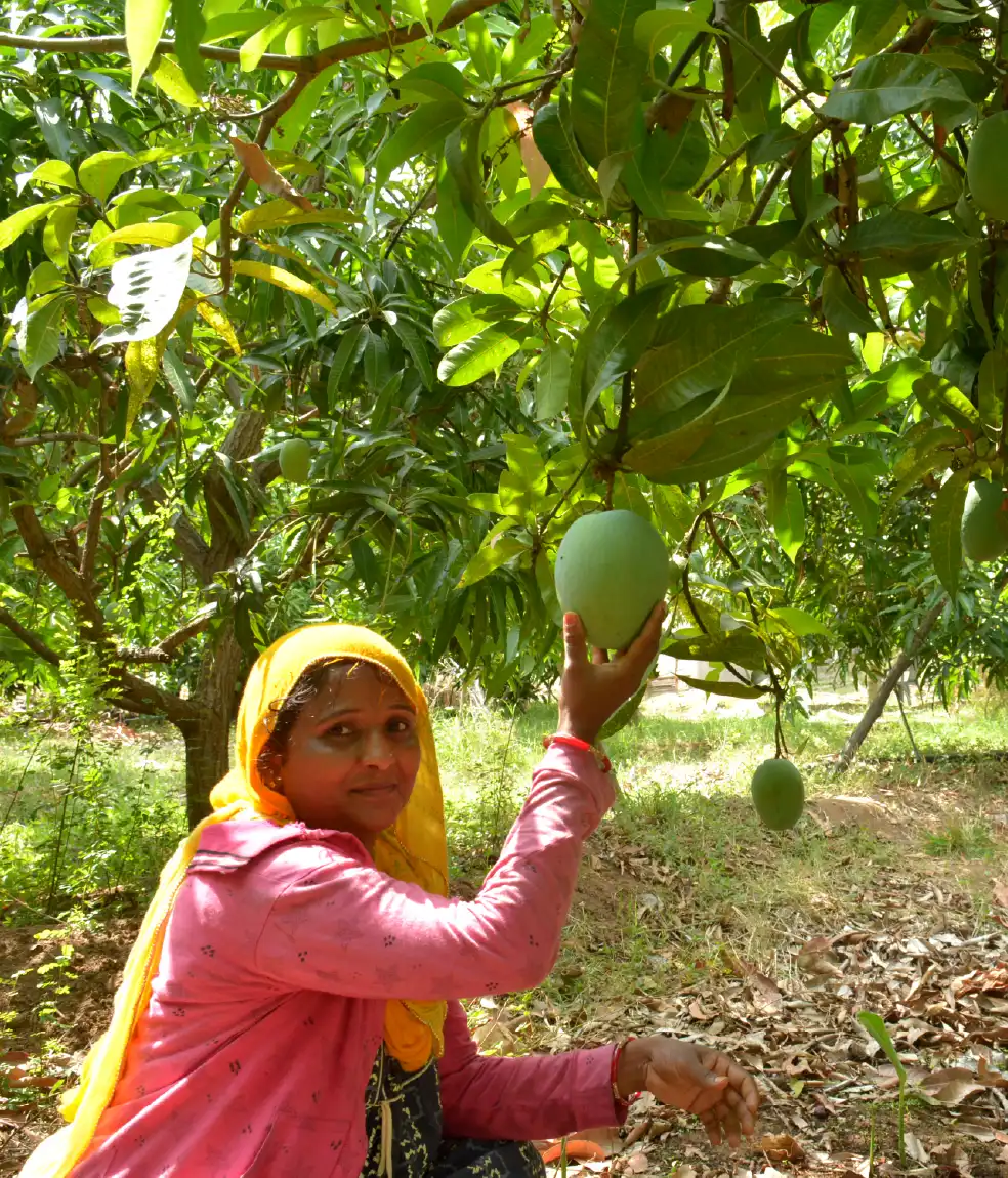 Fruit Orchard
